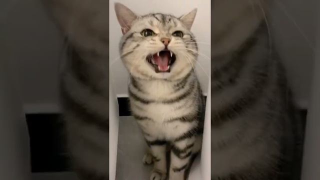 красивый звук котенка смотреть онлайн