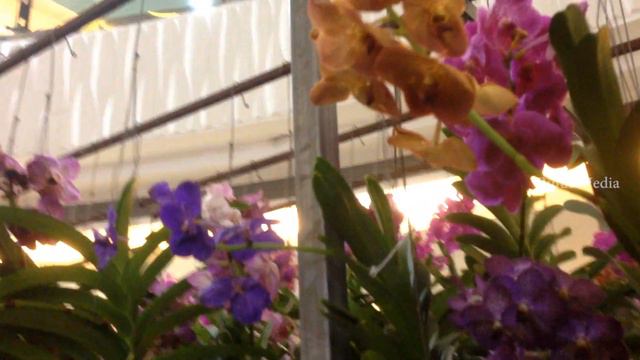 Orchids Show Cochin Kerala India | Orchid Exhibition | Types of Orchids смотреть онлайн