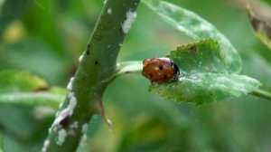 Народные приметы и суеверия о божьих коровках. Посланница небес.