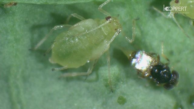 Bladluis bestrijding - Aphelinus abdominalis смотреть онлайн