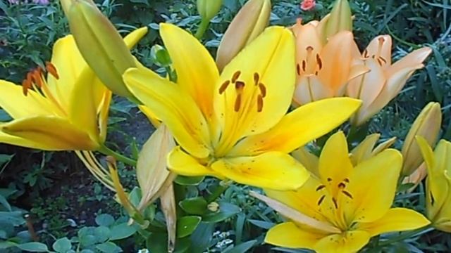 ЯРКИЕ ЖЕЛТЫЕ ЛИЛИИ смотреть онлайн