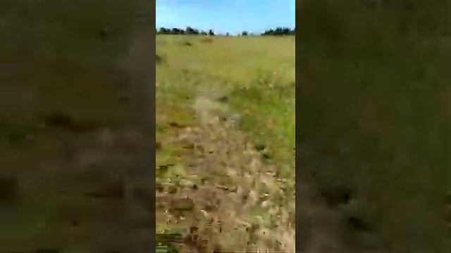 Гуляем с щенком алабая. смотреть онлайн