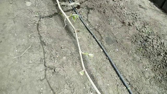 Майская экскурсия по питомнику винограда. Часть первая смотреть онлайн