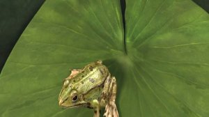 Лягушка в  3 Д. Внешнее и внутреннее строение,питание,размножение.Программа 7 класса