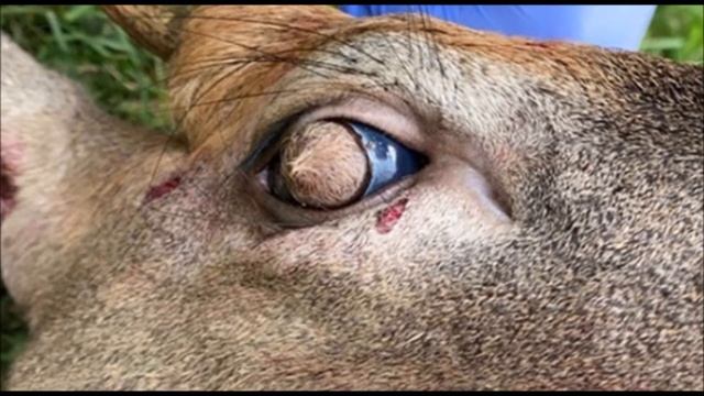 Монстр -олень обнаружен в США. #новости #новостисегодня #новости_в_мире смотреть онлайн