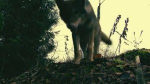 Влад Порфиров Волчья судьба