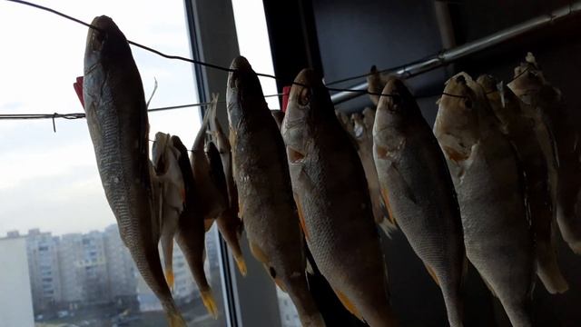 Окунь вялено копченый рецепт в коптильне из бочки сделаной своими руками Коптильня своими руками смотреть онлайн