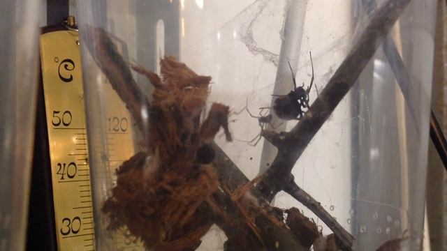 Latrodectus hasselti mating 1 смотреть онлайн