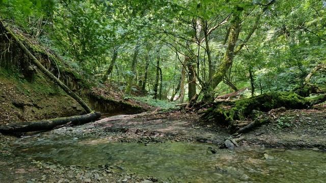 Отдохните, успокойтесь и избавьтесь от стресса под приятное журчание ручья в лесу. Звуки природы. смотреть онлайн