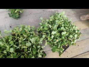 Отзыв: Наш заказчик о полученых саженцах клубники от Ферма "Омская Ягода"