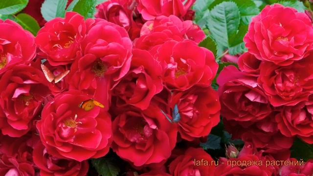 Роза почвопокровная Ред Фэйри (rose fairy rubrum) ? обзор: как сажать, саженцы розы Ред Фэйри смотреть онлайн