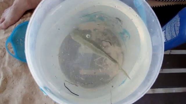 Поймали атлантическую рыбку сачком