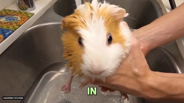 18 Things Guinea Pigs HATE! смотреть онлайн