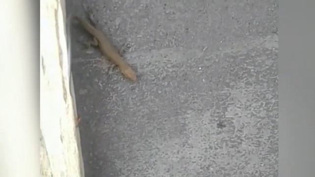 Спасение Тритона (ящерица) смотреть онлайн