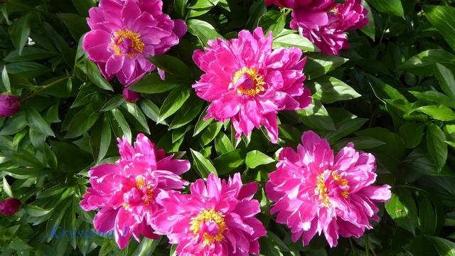 ** Serenade to summertime ** - Paul Mauriat смотреть онлайн