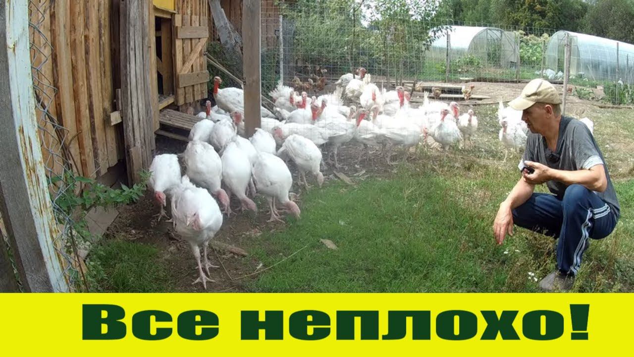 Ураган зацепил деревню краем и индюки НЕПЛОХО набирают вес! смотреть онлайн