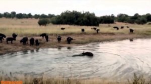 Жесть Охота Крокодил Rough Hunting Crocodile