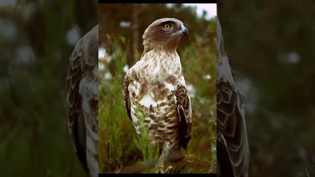 Змееяд птица