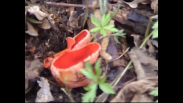 Первые грибы в лесу. Саркосцифа австрийская (Sarcoscypha austriaca) смотреть онлайн