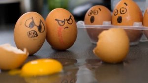 Куры несушки как бизнес идея