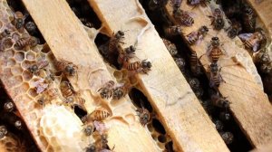 Содержание пчёл в Ульях -Лежаках!