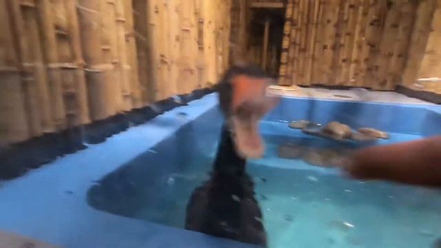 I SAW ?? IN KHARKIV ZOO - UKRAINE ?? - TAMIL #ukraine #kharkivzoo #tamil #medicalstudent #emu #fam