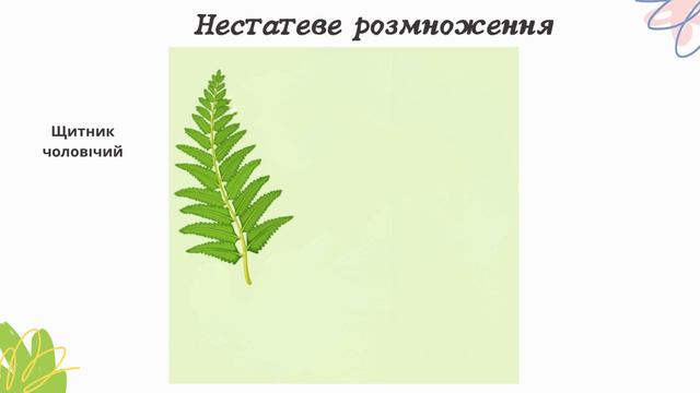 Урок 30. Розмноження організмів. 6 клас. НУШ. смотреть онлайн