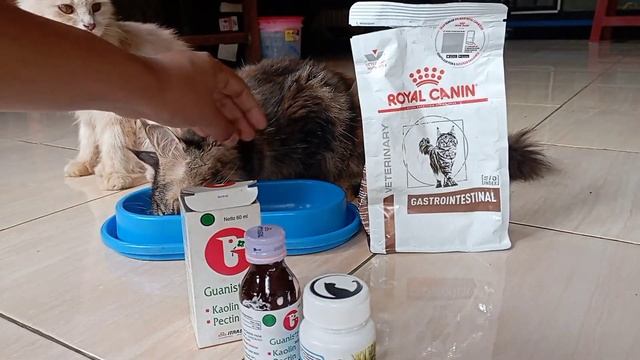 RIVIEW "ROYAL CANIN GASTRO INTESTINAL" UNTUK KUCING MENCRET смотреть онлайн