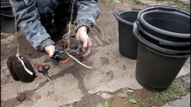 ПОСАДКА ХУРМЫ И ГРАНАТА смотреть онлайн