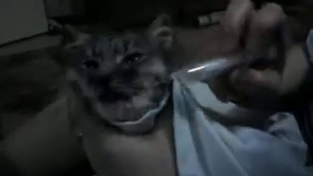 Кот Том. Пытаемся кормить(( смотреть онлайн