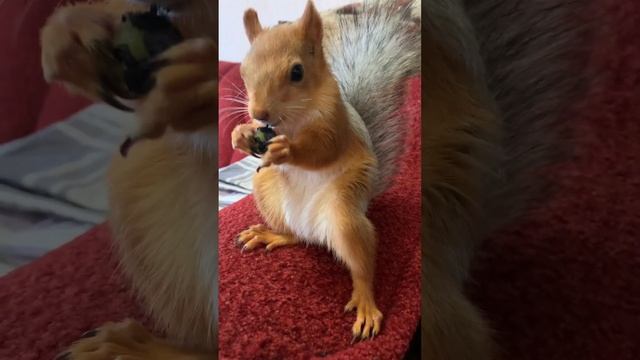 Лохина Маші не сильно сподобалась))? #білочка #гарно #животные смотреть онлайн
