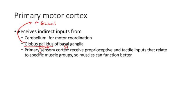 HKBB101 | 7 PART 2 | Motor system: voluntary control смотреть онлайн