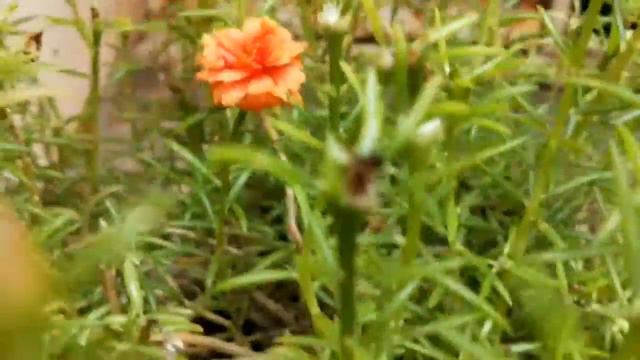 How To Grow Table Rose Moss Rose Portulaca Grandiflora At Home | Cutting | Amazing Rose Moss