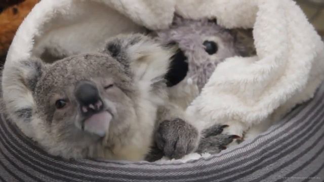Коала самое позитивное животное смотреть онлайн