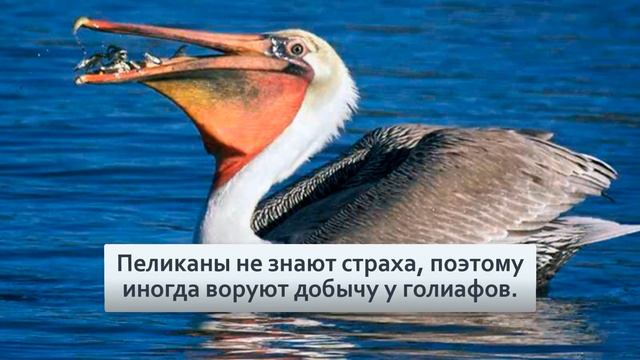 Самая большая цапля на свете Цапля голиаф. Ест крокодилов, ядовитых змей и дерётся с орлами. смотреть онлайн