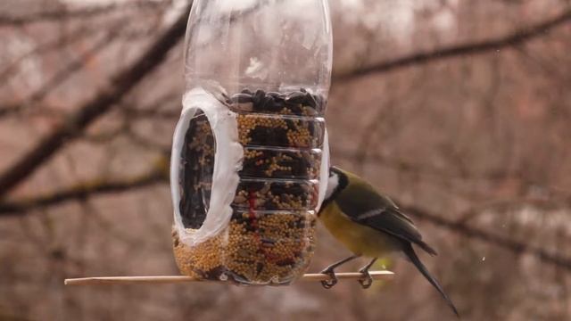 Кормушка | Bird feeder смотреть онлайн