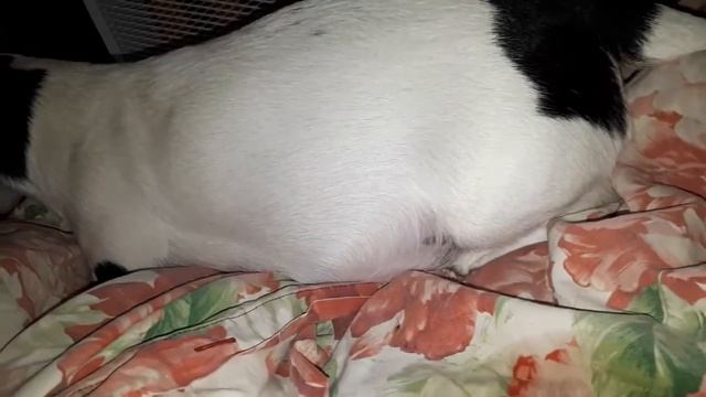 РОДЫ ДЖЕК РАССЕЛ терьер смотреть онлайн