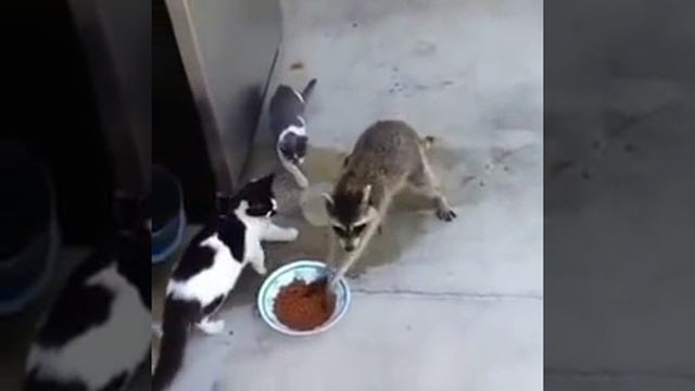Енот ворует еду у кошки смотреть онлайн