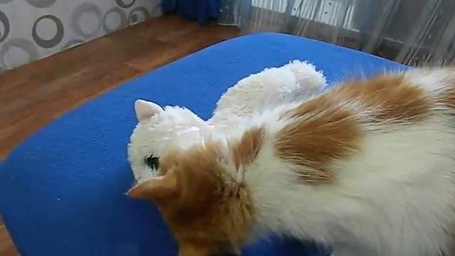 Любимый котик кошки Даши. смотреть онлайн