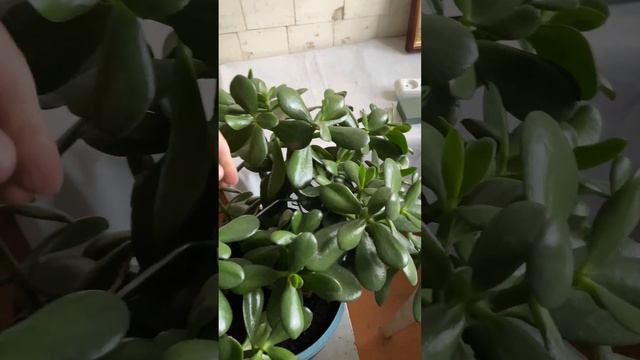 4K цветочный горшок. DIY смотреть онлайн