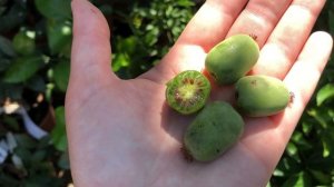 Актинидия / мини киви. Бинго, Скарлет Септембер, Киевская крупноплодная. Дегустация.