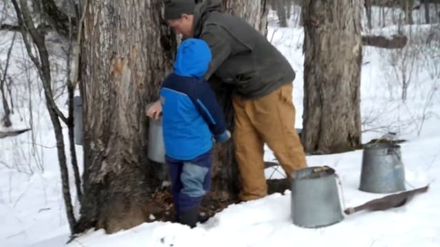 Кленовая жатва. Сироп из леса maple sap Sugar House. Адский котел смотреть онлайн