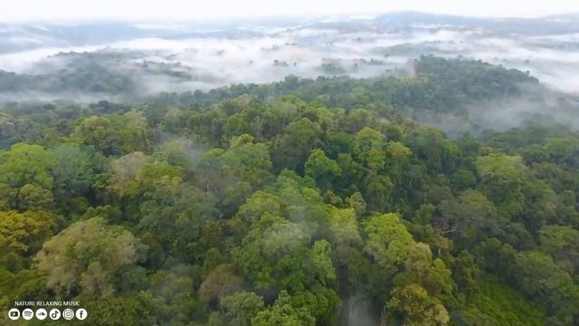 Исцеляющая музыка для сердца и сосудов ? Нежная музыка, успокаивает нервную систему #3 смотреть онлайн