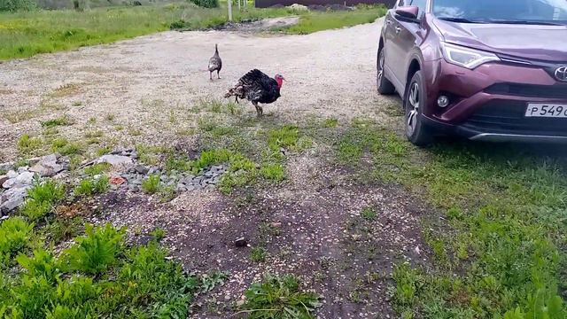 Индюки, тоже любят гулять. смотреть онлайн