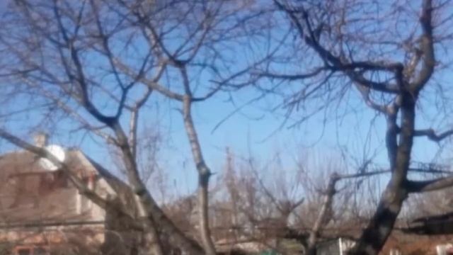 Вишня- как не стоит делать обрезку- возвращаем вишни молодость. смотреть онлайн