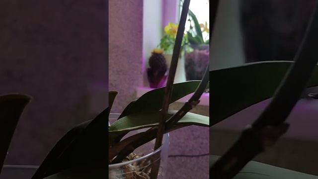 Орхидея фаленопсис АРКС РЕЙ в домашних условиях. смотреть онлайн