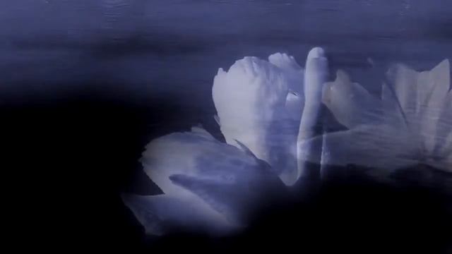 ФУТАЖ ЛИЛИЯ И ЛЕБЕДИ смотреть онлайн