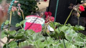 ПЕЛАРГОНИИ Toscana! Обзор Сортов. Pelargonium Toscana Medio, Sunflair, Moonflair Series. London.