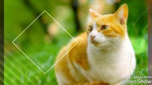 Песня рыжий кот.