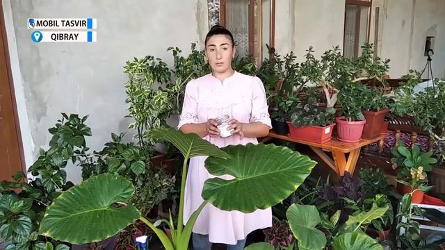 mening tajribamda alokaziya смотреть онлайн
